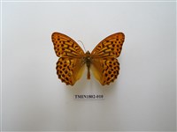 藏品(綠豹蛺蝶)的圖片